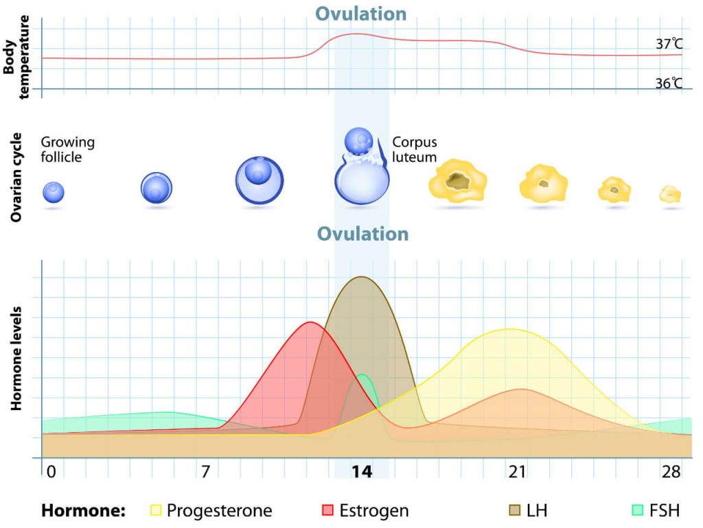 Menštruačný cyklus, plodné dni a ovulácia, hladiny hormónov, teplota tela