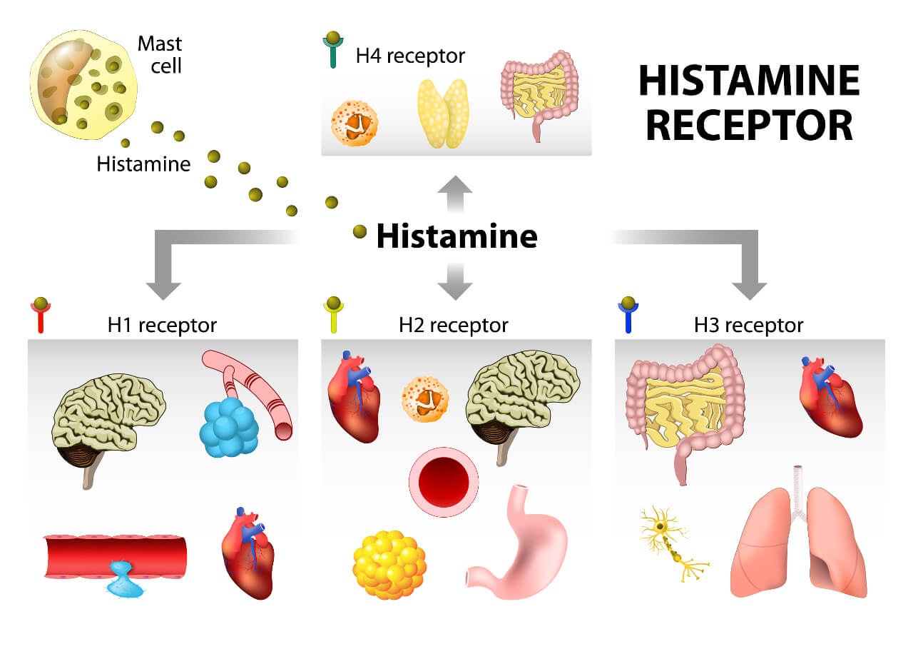 Histaminové receptory