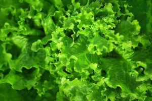 Listová zelenina - Top 15 protizánětlivých jídel
