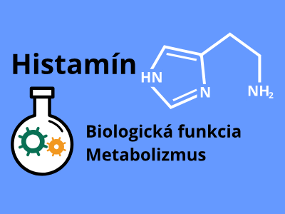 Histamín - biologická funkcia, metabolizmus Histamín - biologická funkcia, metabolizmus