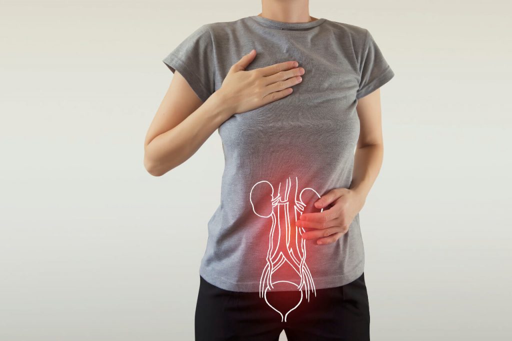 Anatomie + bolest ledvin