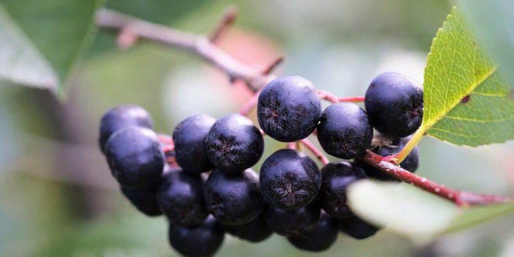 Arónia čiernoplodá, plody